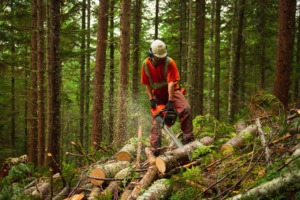 Lone worker safety man cutting trees alone in forest